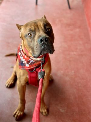 Lucky, Adult Male Boxer