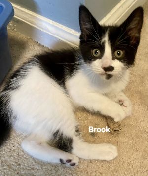 Brook, Baby Female unknown