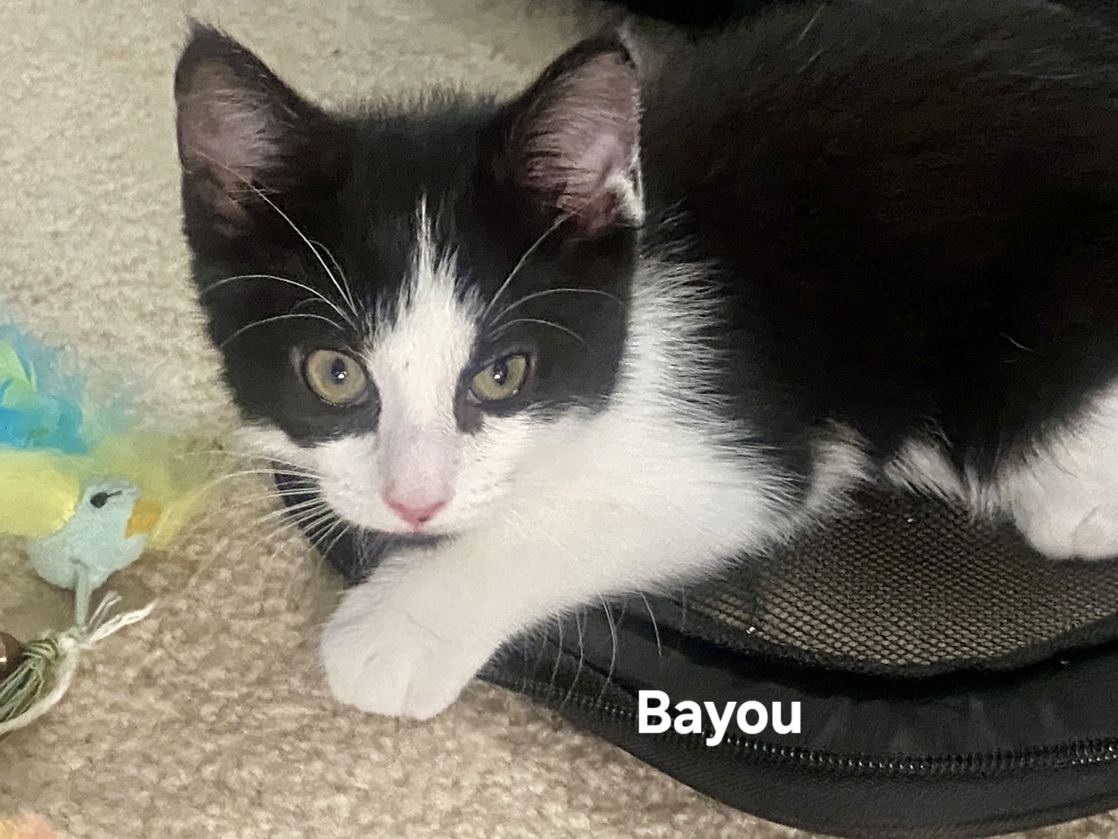 Bayou