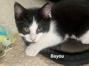 Bayou, Baby Female unknown