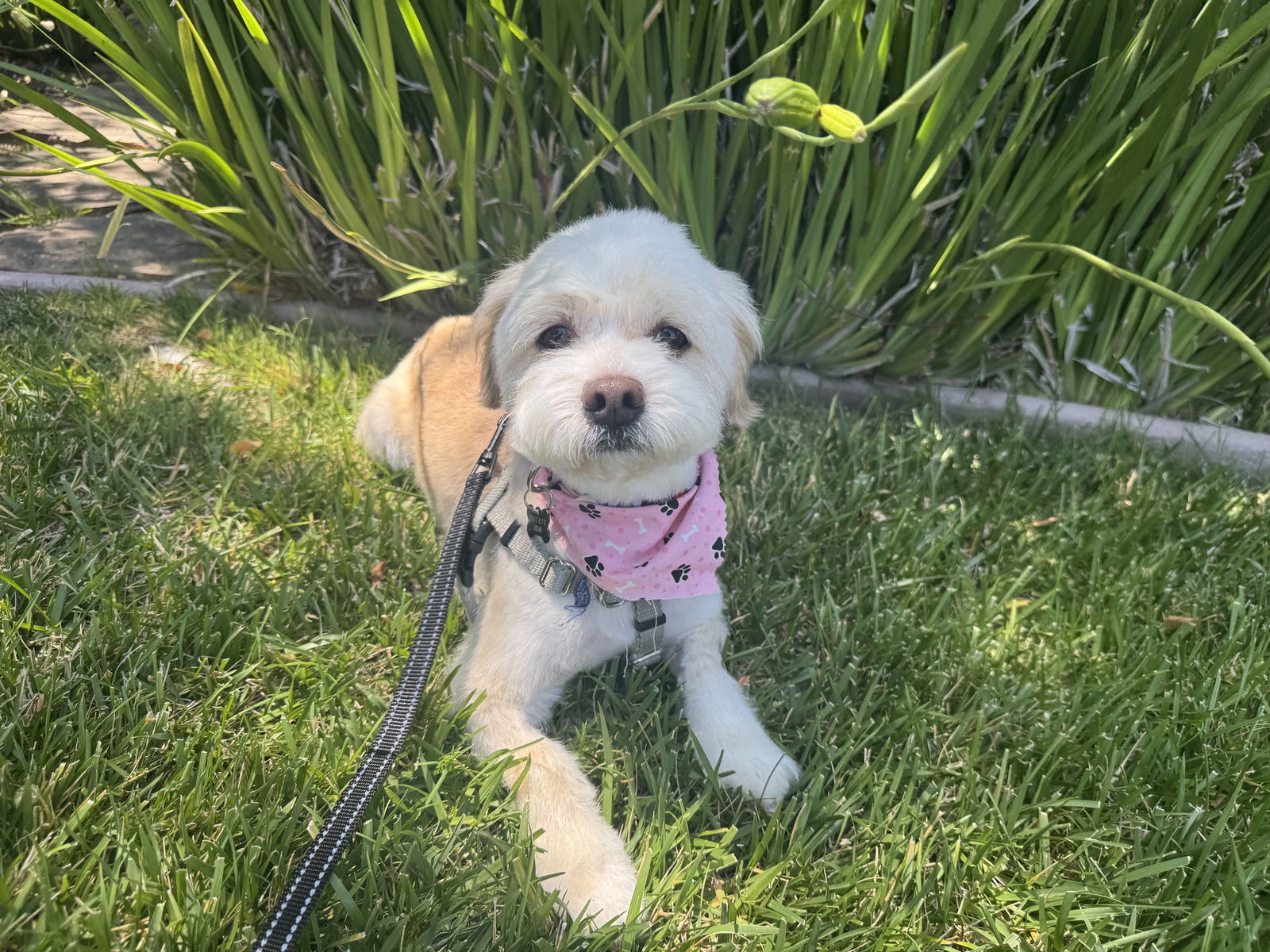 Taffy