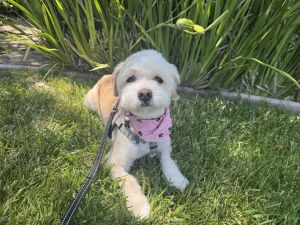 Taffy, Adult Female Poodle