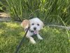 Taffy photo 2