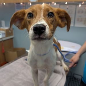 Andrew, Young Male Beagle