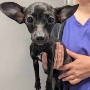 Mocha, Baby Female Chihuahua