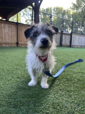 Nyx, Adult Female Terrier