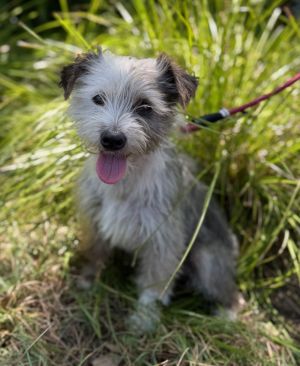Thistle Schnauzer Dog