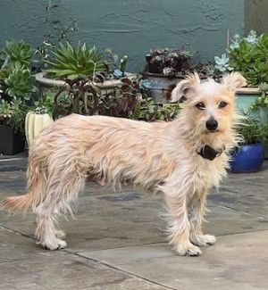 Amelie Norfolk Terrier Dog