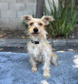 Amelie Norfolk Terrier Dog