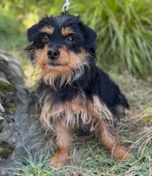 Jukebox Yorkshire Terrier Dog