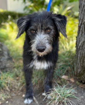 All of our dogs are spayedneutered shots current DHPP Bordetella and Rabies where applicable d