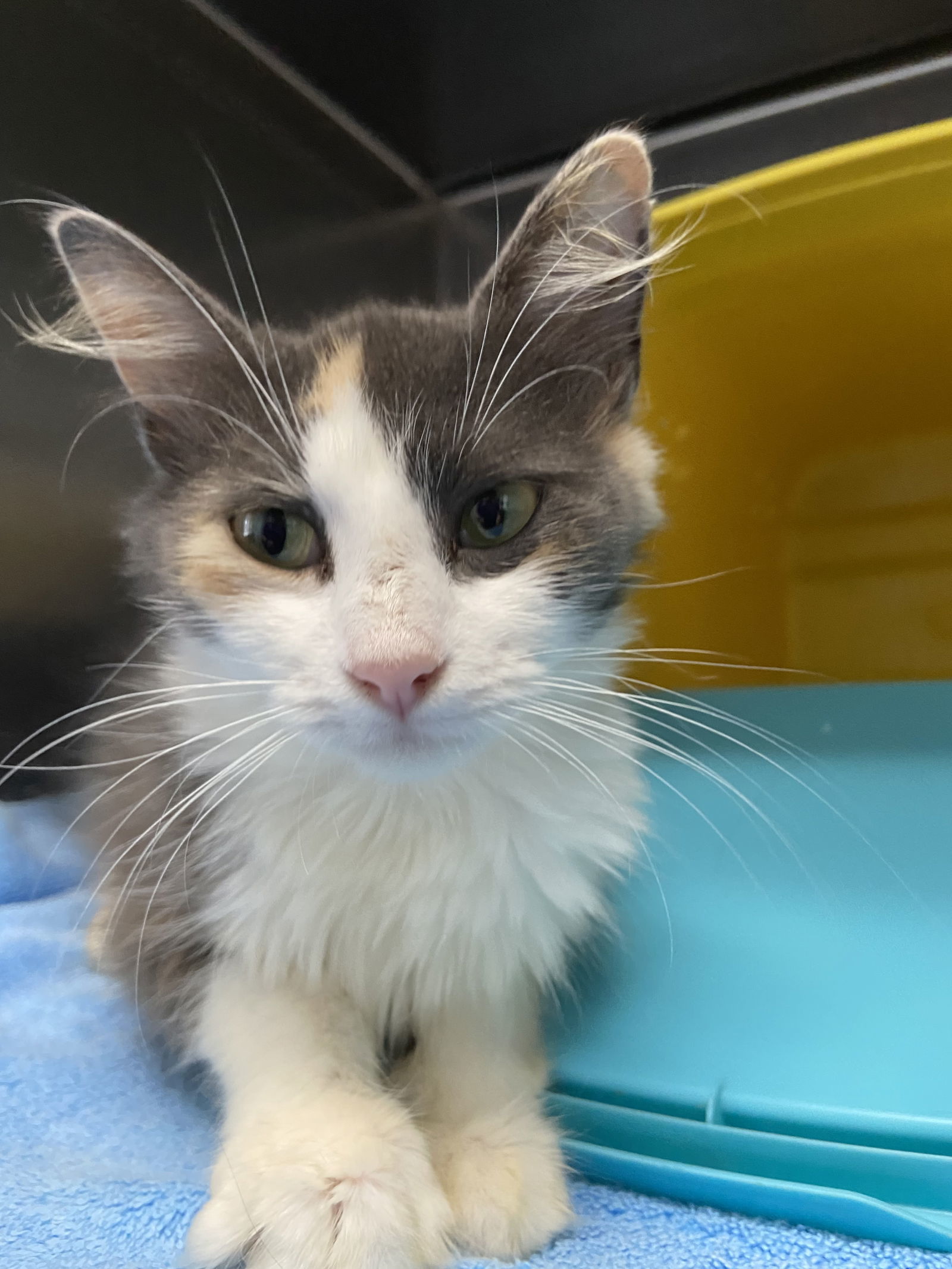 Sylvia: At shelter