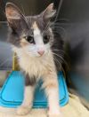 Sylvia: At shelter photo 2