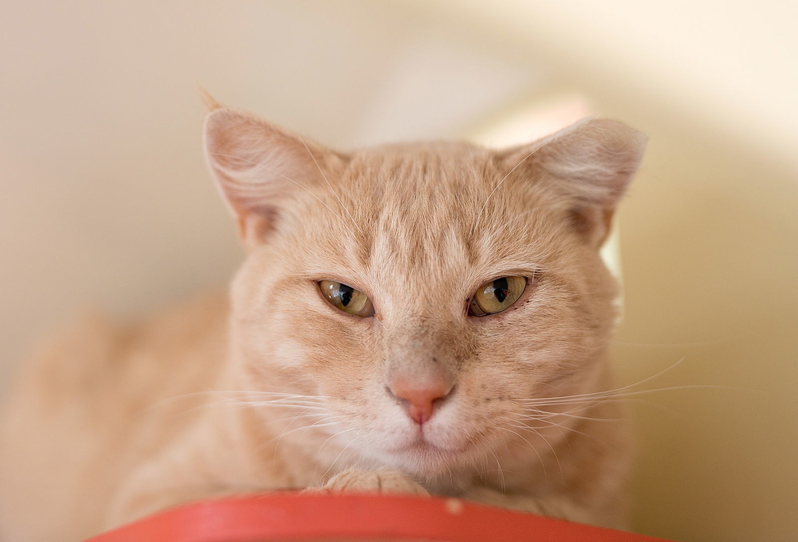 Enzo