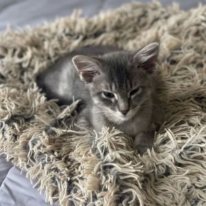 Miles Penn, Baby Male Domestic Medium Hair