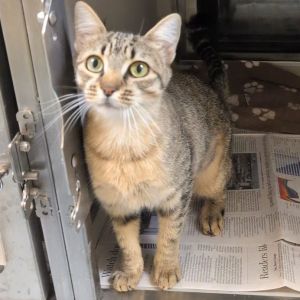 Bazinga, Adult Female Domestic Short Hair