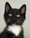 Soxie - must adopt with Twinkle photo 1