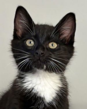 Soxie - must adopt with Twinkle, Baby Male Domestic Short Hair