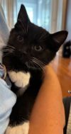 Soxie - must adopt with Twinkle photo 2