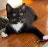 Soxie - must adopt with Twinkle photo 3