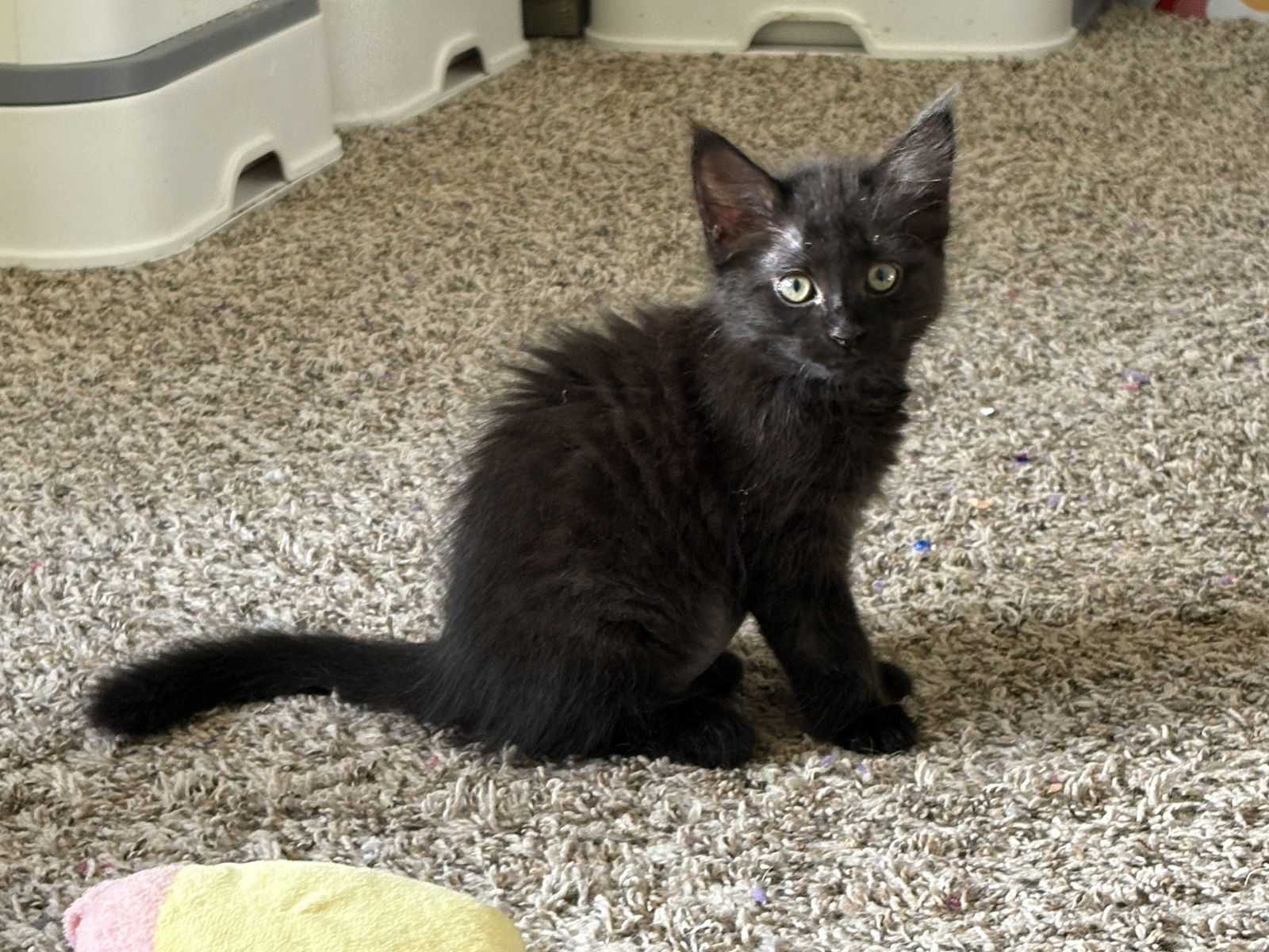Rue BONDED with Rye
