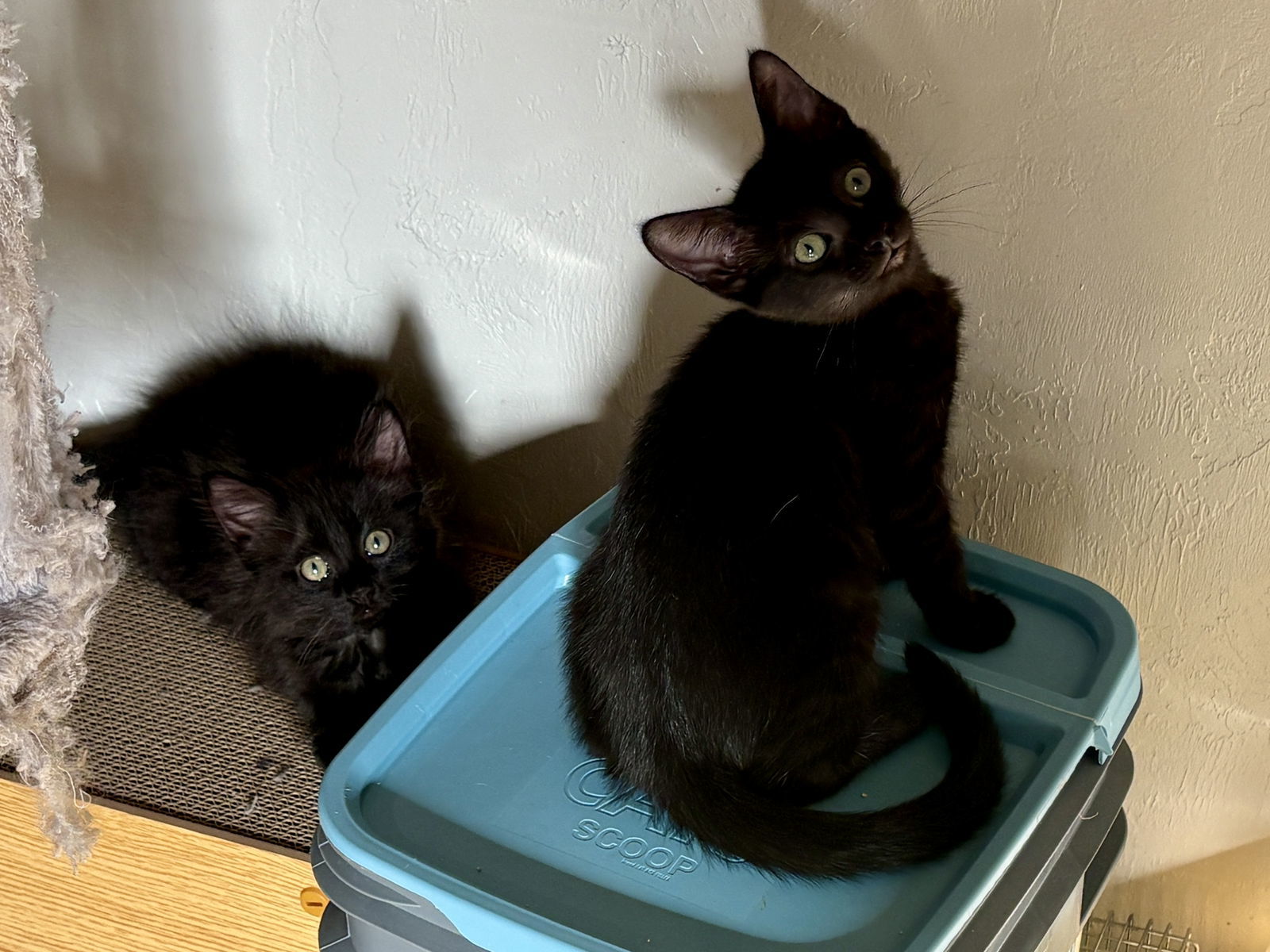 Rye BONDED with Rue