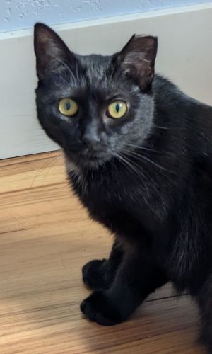 Mysterious Kitty Looking for a Special Person Are you a patient person Are you interested in develo