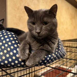 CAPPY, Young Male Tabby