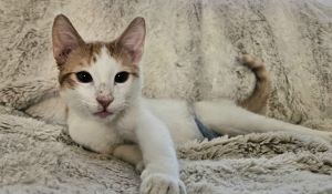 Twister is an incredible kitten born in March with special needs This little boy absolutely adores 