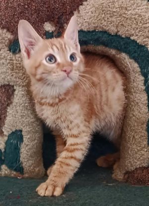 Cisco and Charlie Mayo kittens born in April We are handsome sweet guy s who will purr the moment y