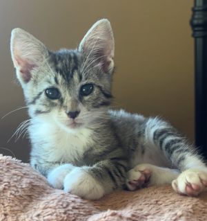 Hazelnut is a brownishgray tabby born at the end of April Hazelnut is a joy to everyone she comes 