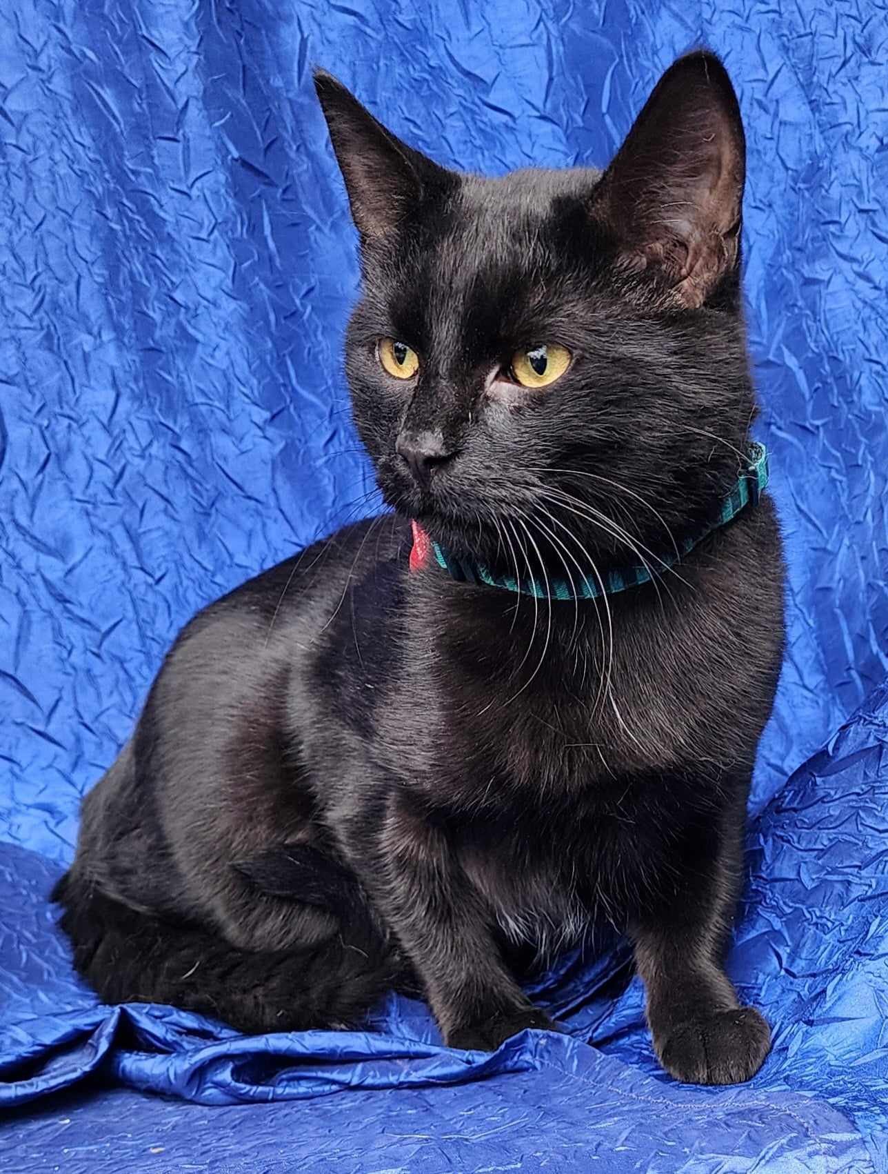 Loki
