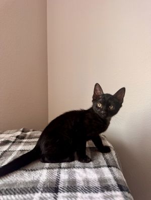 Ford (9961), Baby Male Domestic Short Hair