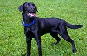Knight, Adult Male Mixed Breed