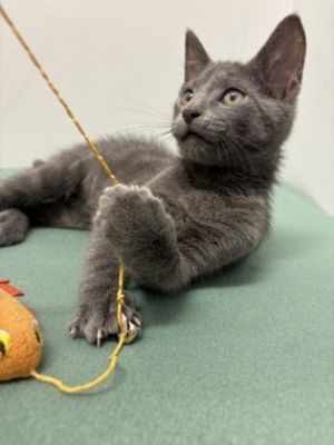 Bucatini, Baby Female Domestic Short Hair
