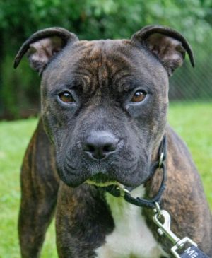 Zeke, Adult Male Mixed Breed
