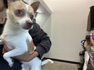 Love, Adult Male Chihuahua
