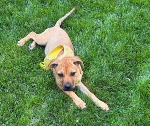 Maggie