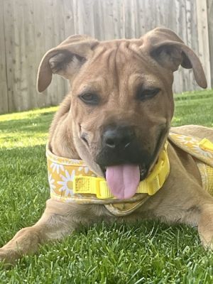 Maggie, Baby Female Labrador Retriever