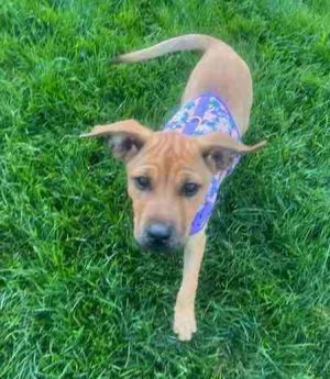 Macie, Baby Female Labrador Retriever