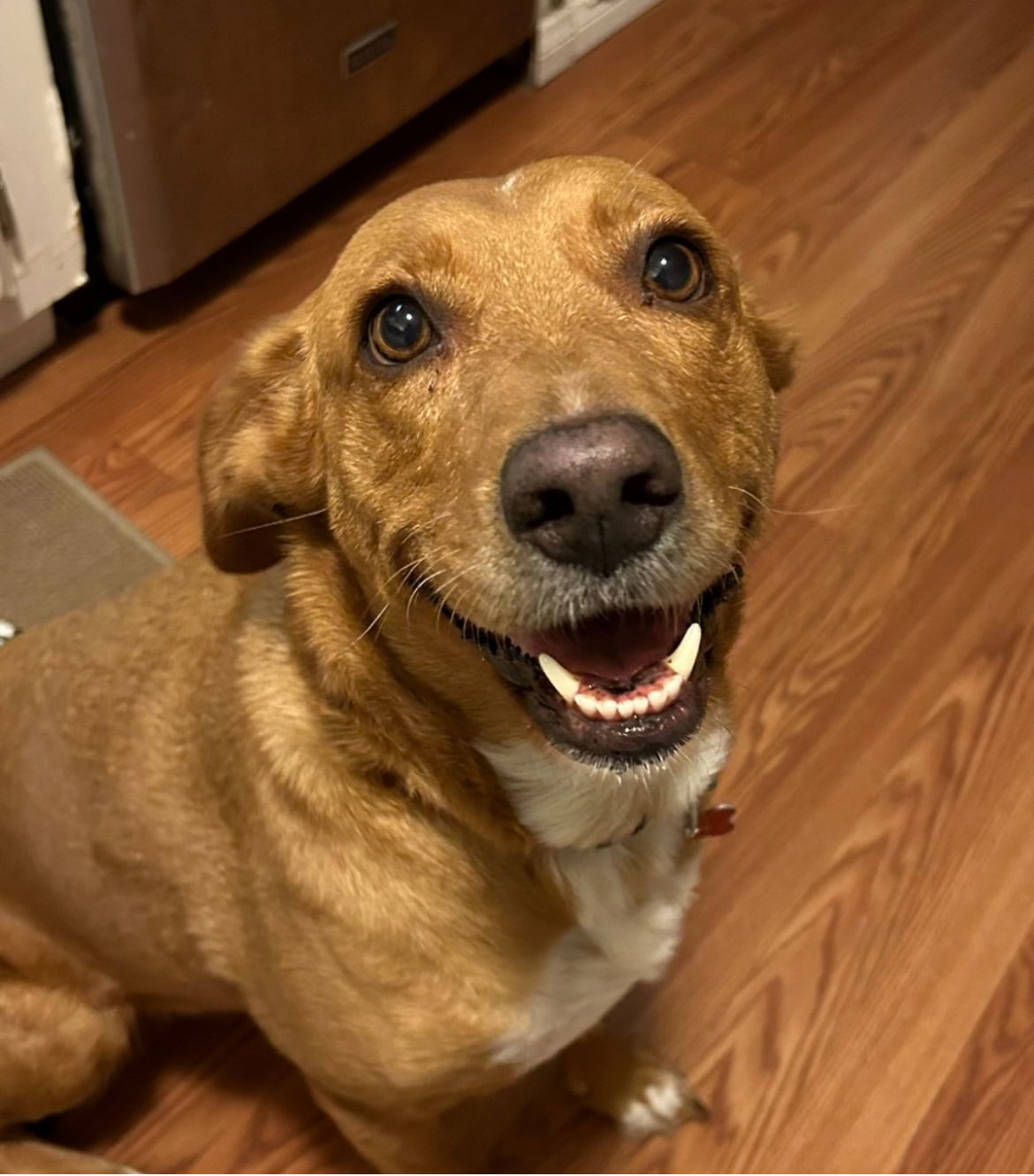 Lulu