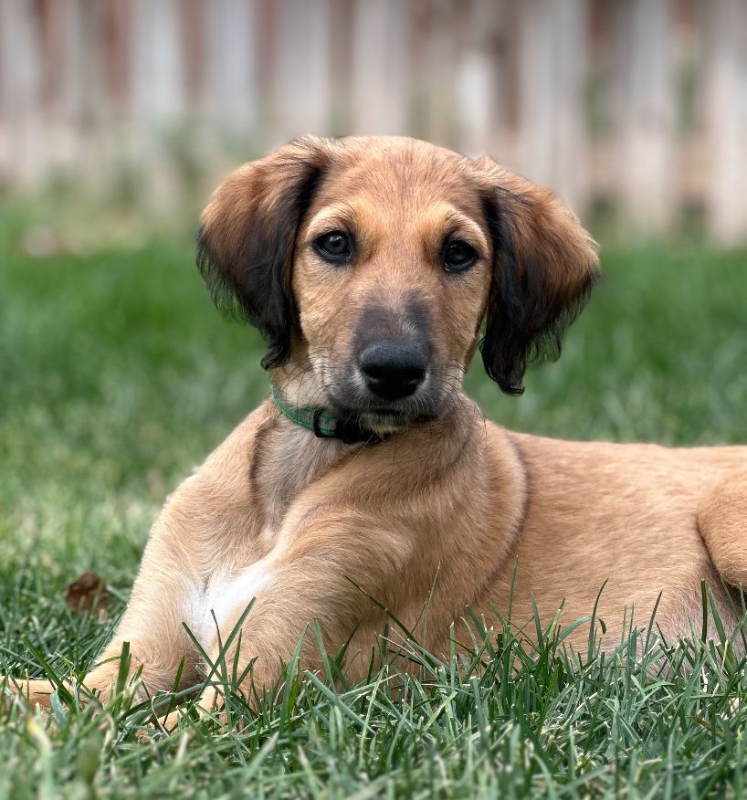 David Bowie (FTF- Albany County Only), an adoptable Greyhound, Saluki in Laramie, WY, 82073 | Photo Image 1