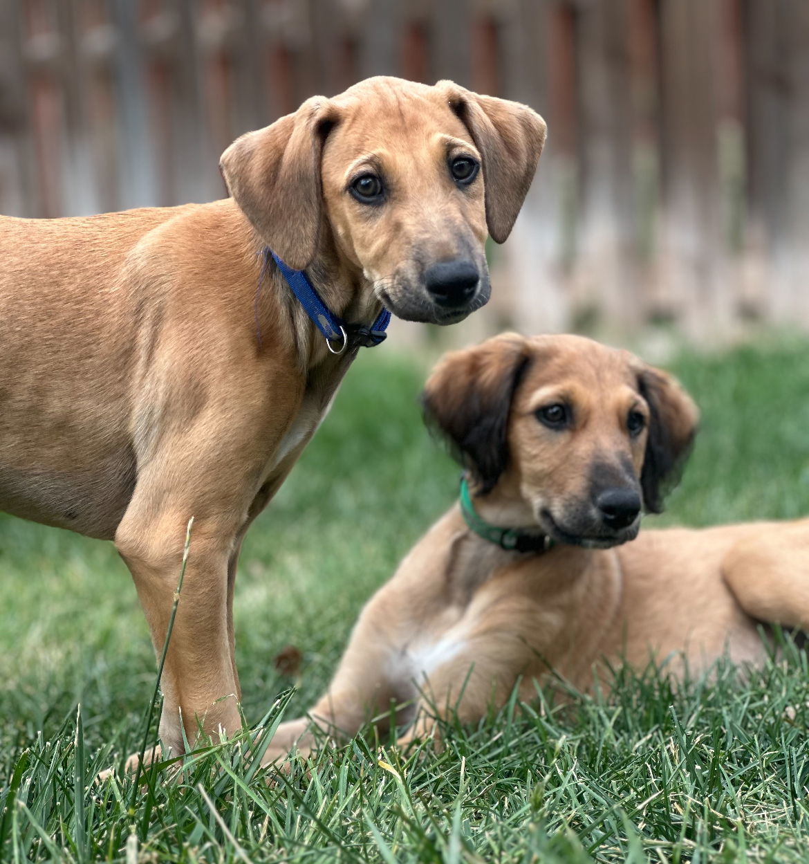 David Bowie (FTF- Albany County Only), an adoptable Greyhound, Saluki in Laramie, WY, 82073 | Photo Image 2
