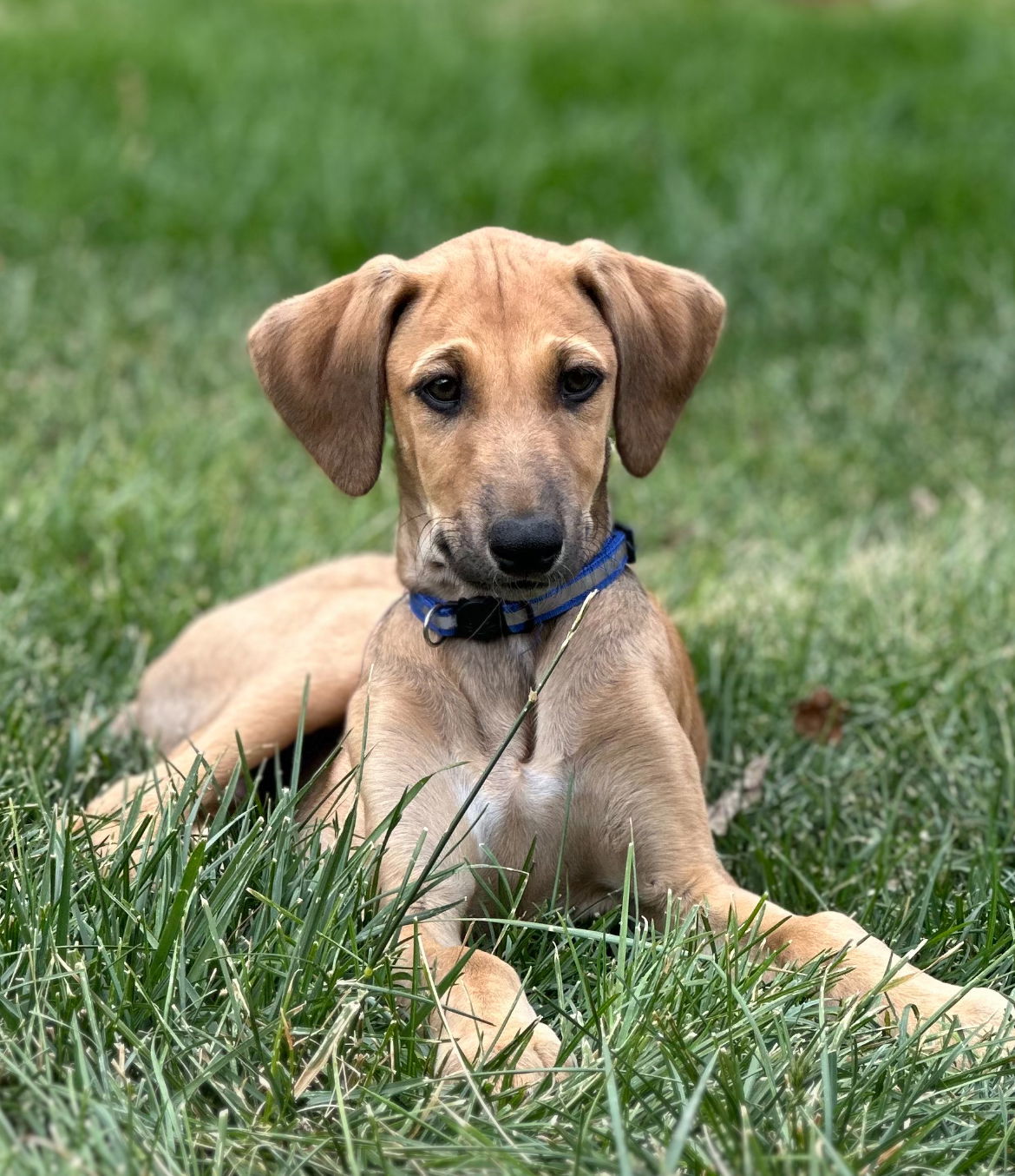 Freddie Murcury (FTF- Albany County Only), an adoptable Greyhound, Saluki in Laramie, WY, 82073 | Photo Image 1