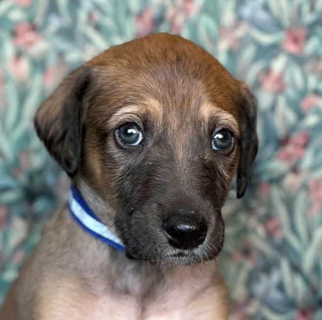 Freddie Murcury (FTF- Albany County Only), an adoptable Greyhound, Saluki in Laramie, WY, 82073 | Photo Image 2