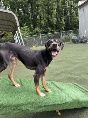 Oliver Twist, Adult Male Hound