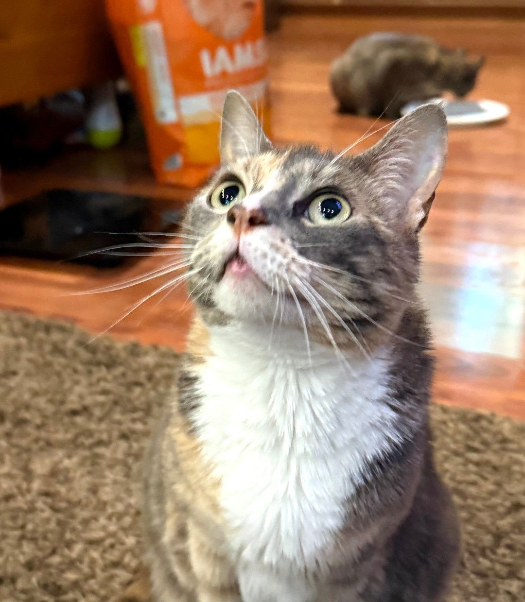 Miss Calie Calico