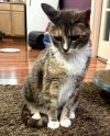 Miss Calie Calico photo 2