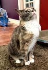 Miss Calie Calico photo 3