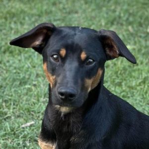 Trudy, Adult Female Terrier
